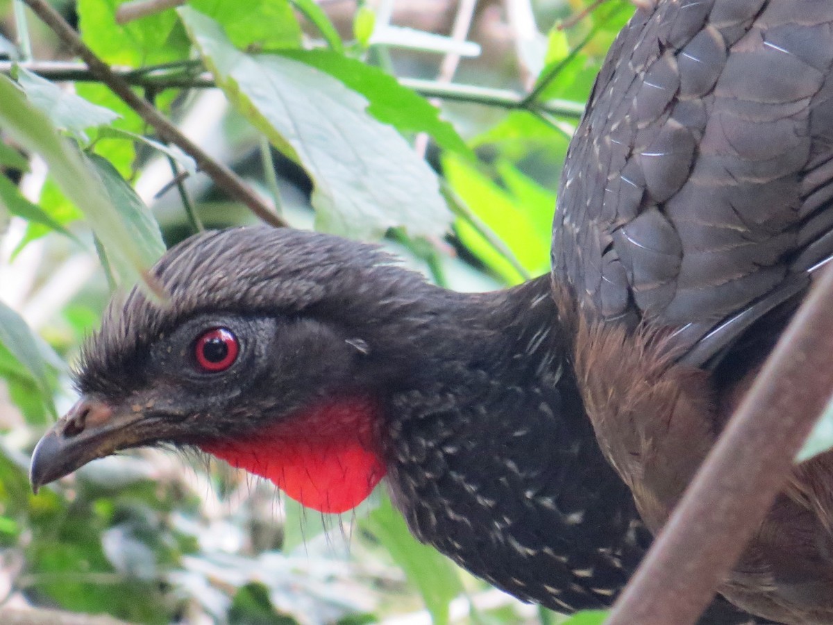 Dusky-legged Guan - ML638366416