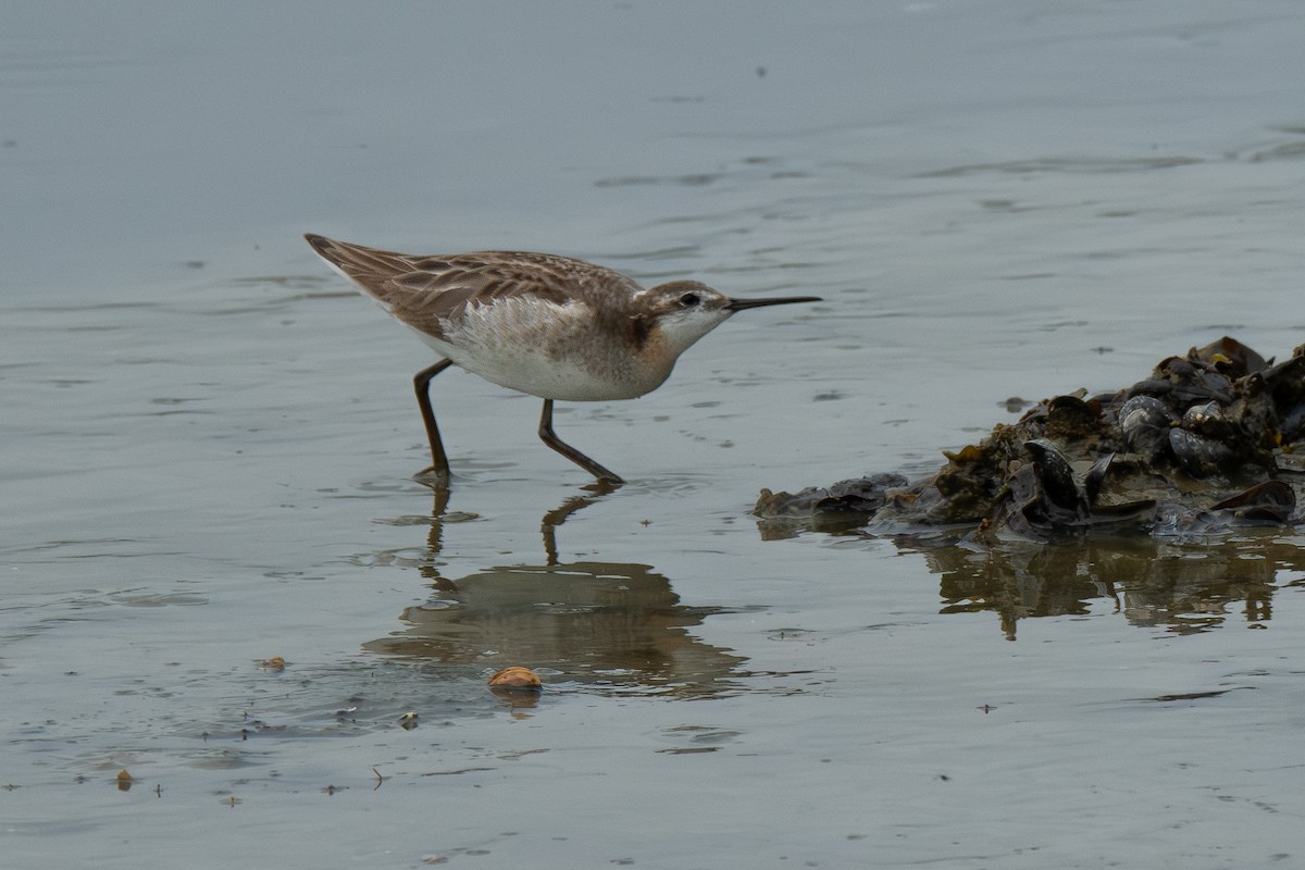 hvithalesvømmesnipe - ML638366417