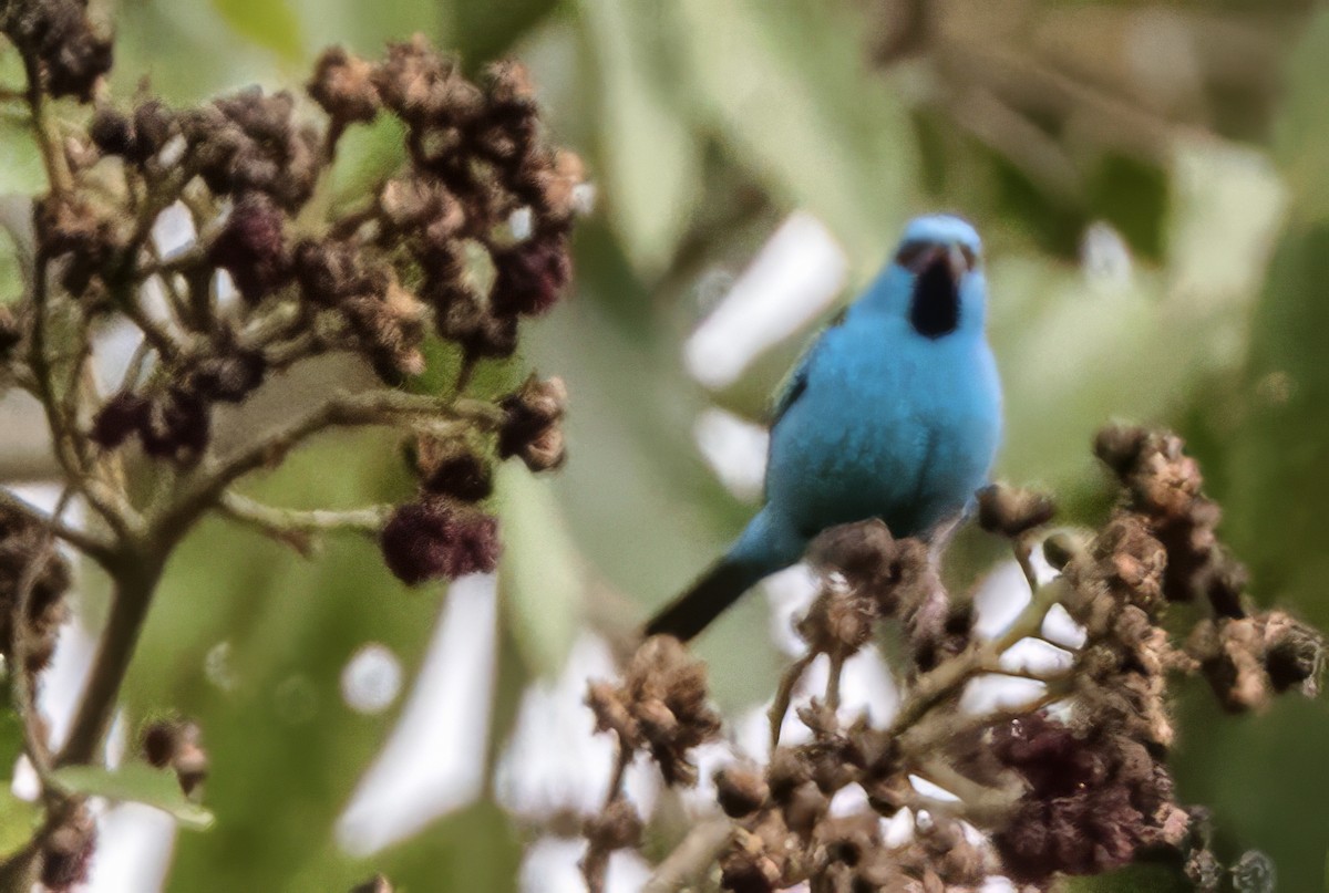 Dacnis Azul - ML638366418
