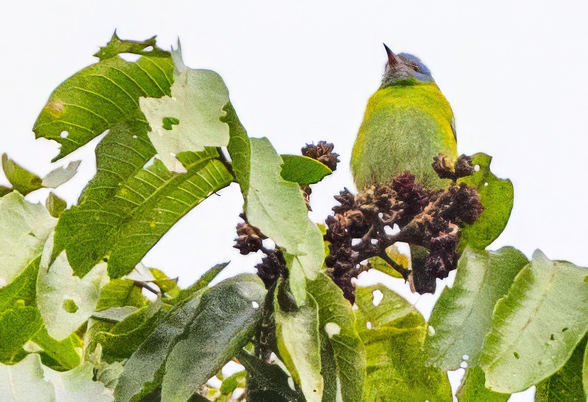 Dacnis Azul - ML638366419