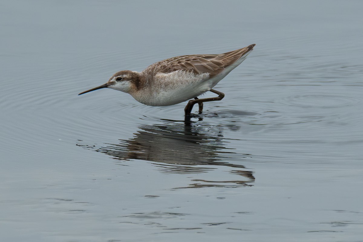 hvithalesvømmesnipe - ML638366425