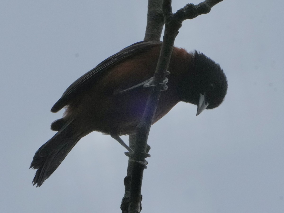 Orchard Oriole - ML638366431