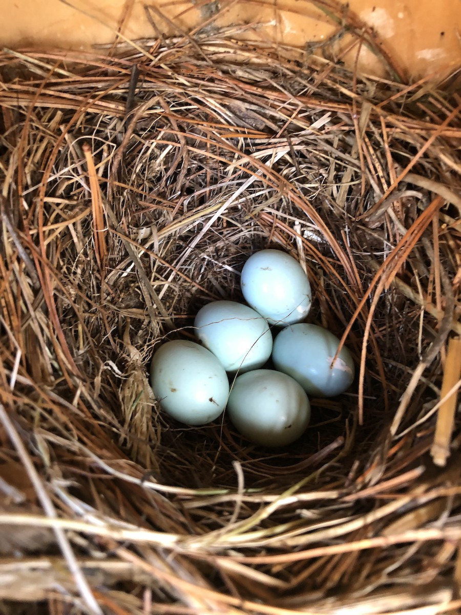 Eastern Bluebird - ML638366462