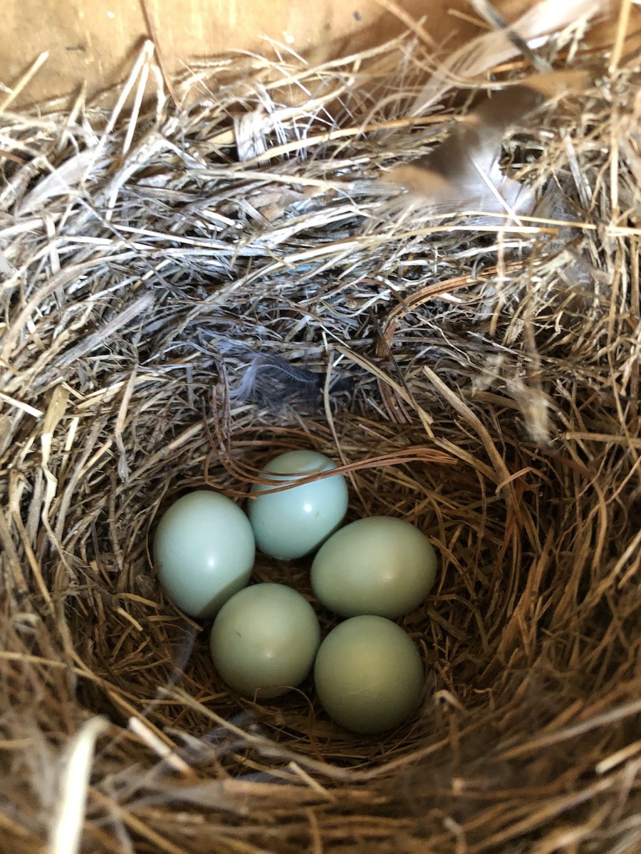 Eastern Bluebird - ML638366464