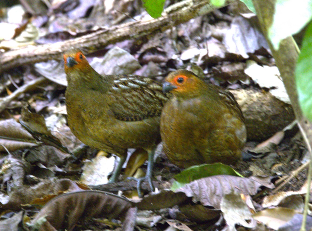 Marbled Wood-Quail - ML638366488