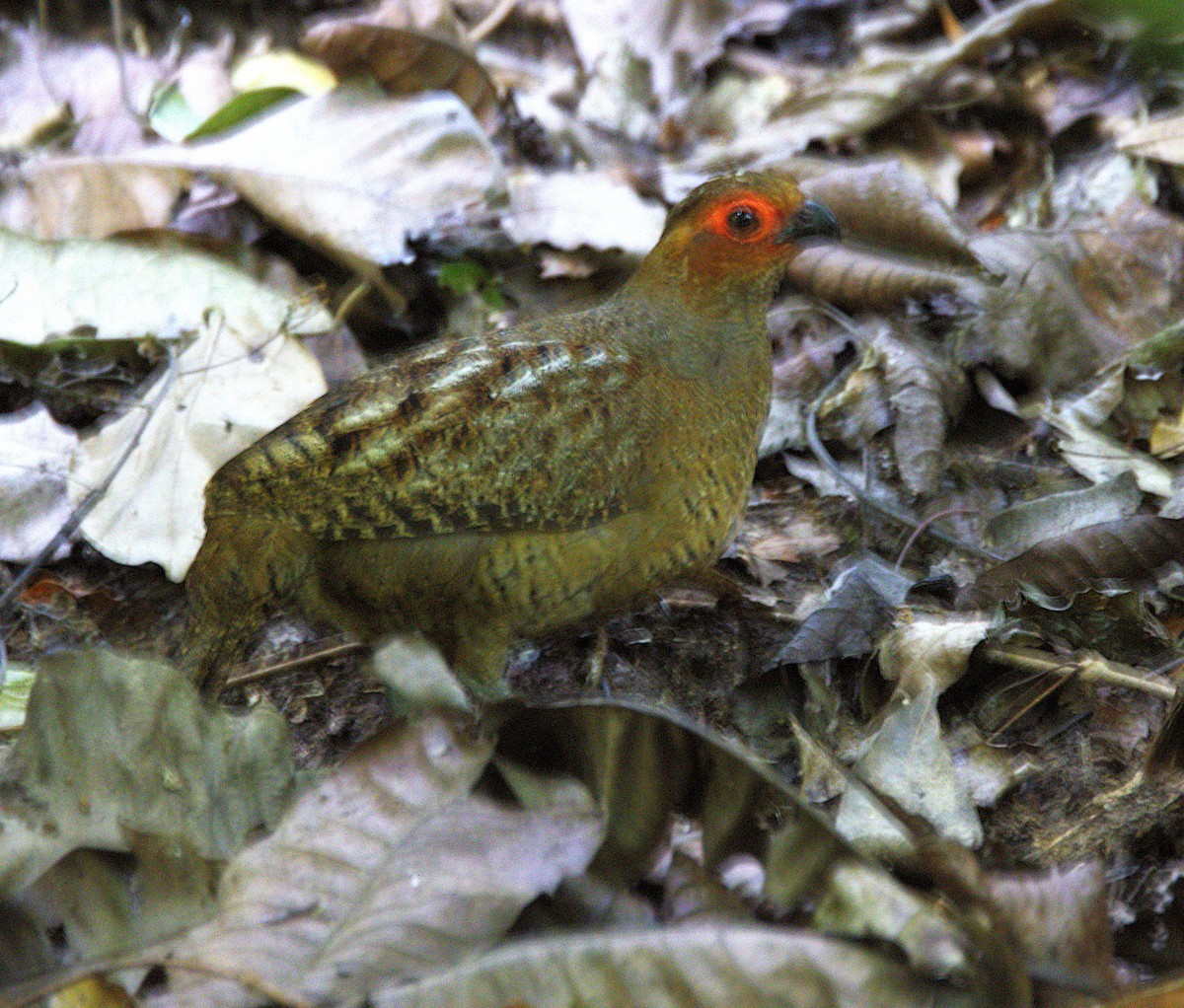 Marbled Wood-Quail - ML638366489