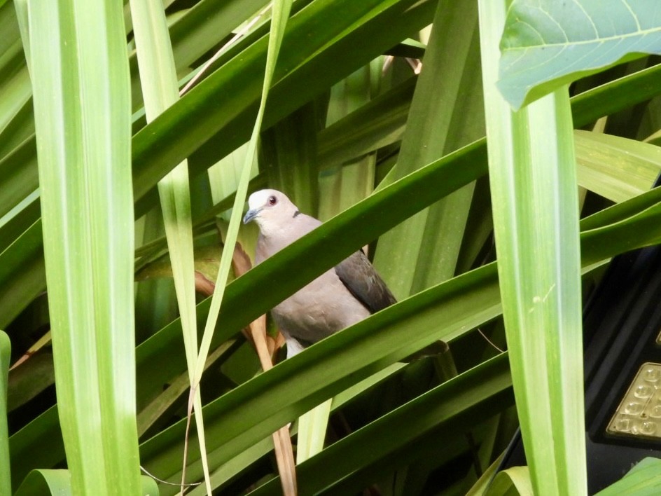Red-eyed Dove - ML638366506
