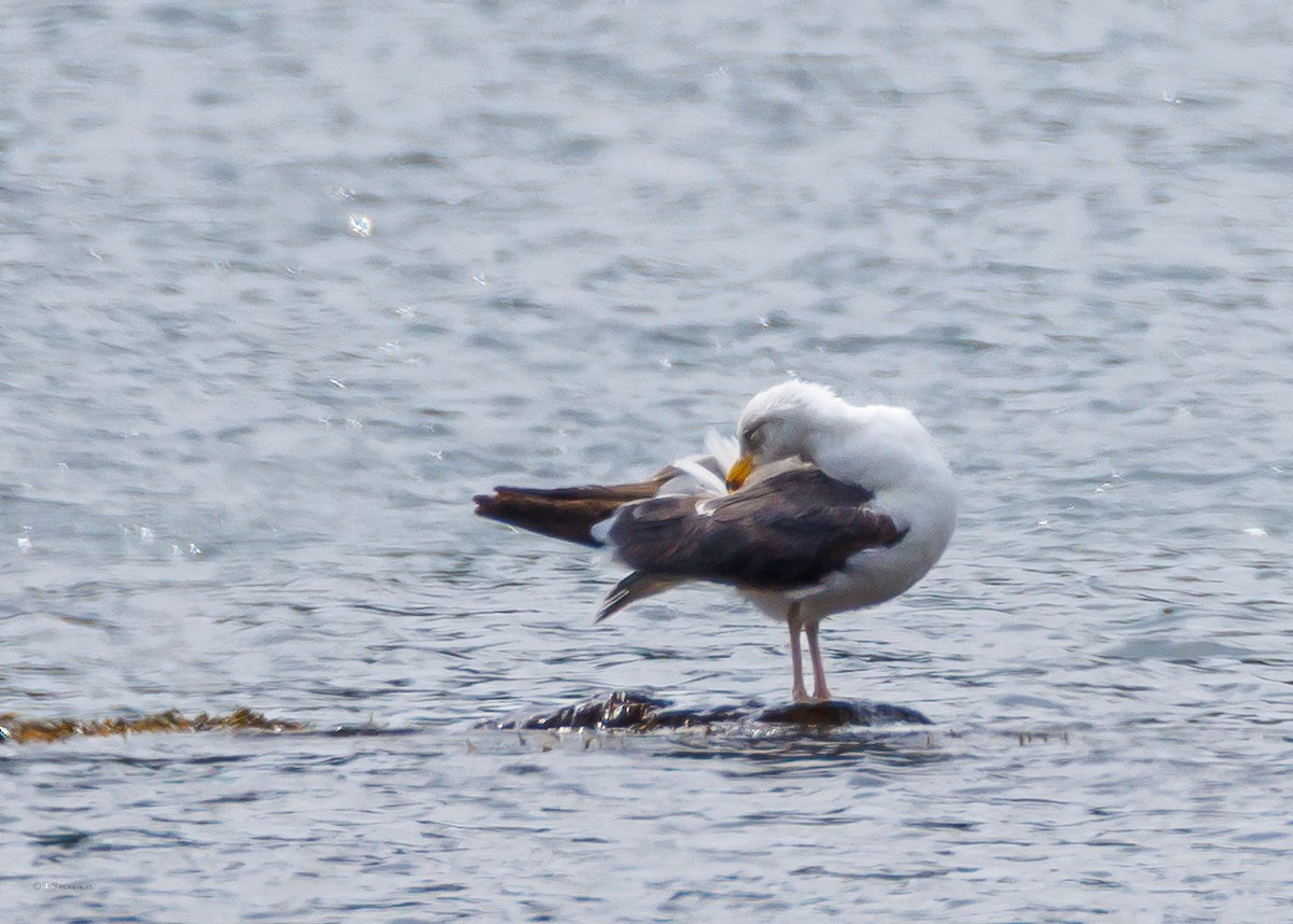 Lesser Black-backed Gull - ML638366519