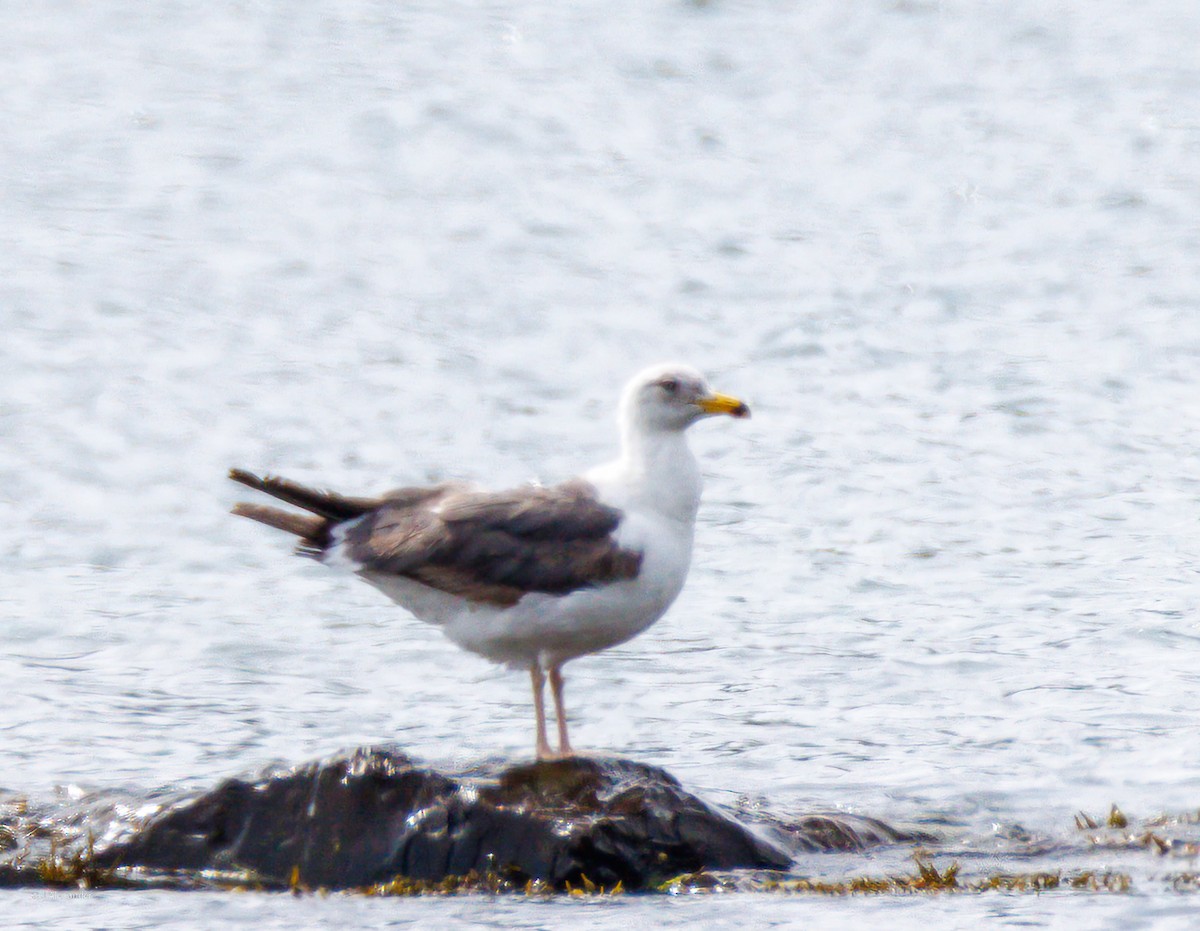 Lesser Black-backed Gull - ML638366520