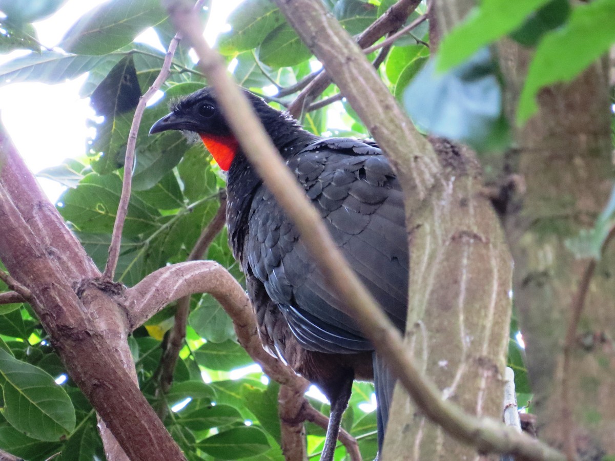 Dusky-legged Guan - ML638366521