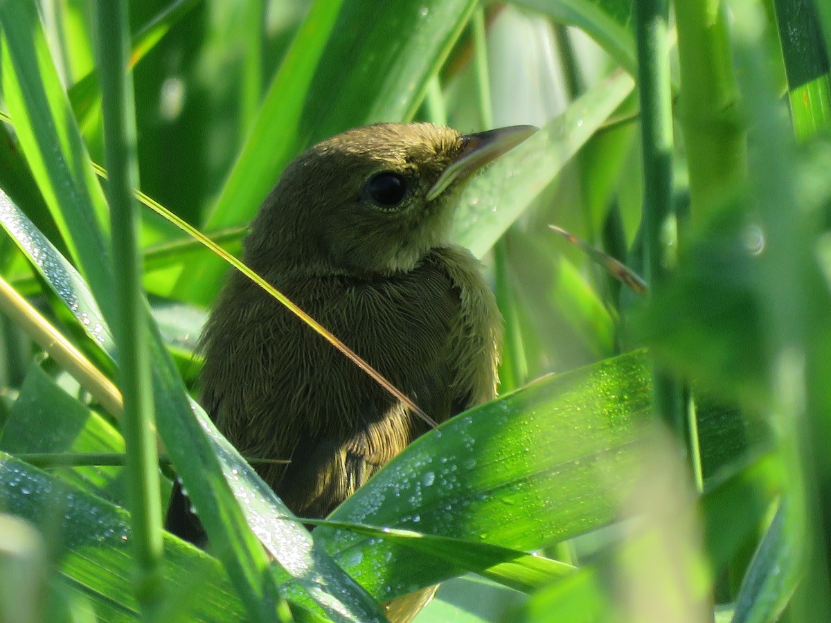 Sedge Wren - ML638366522