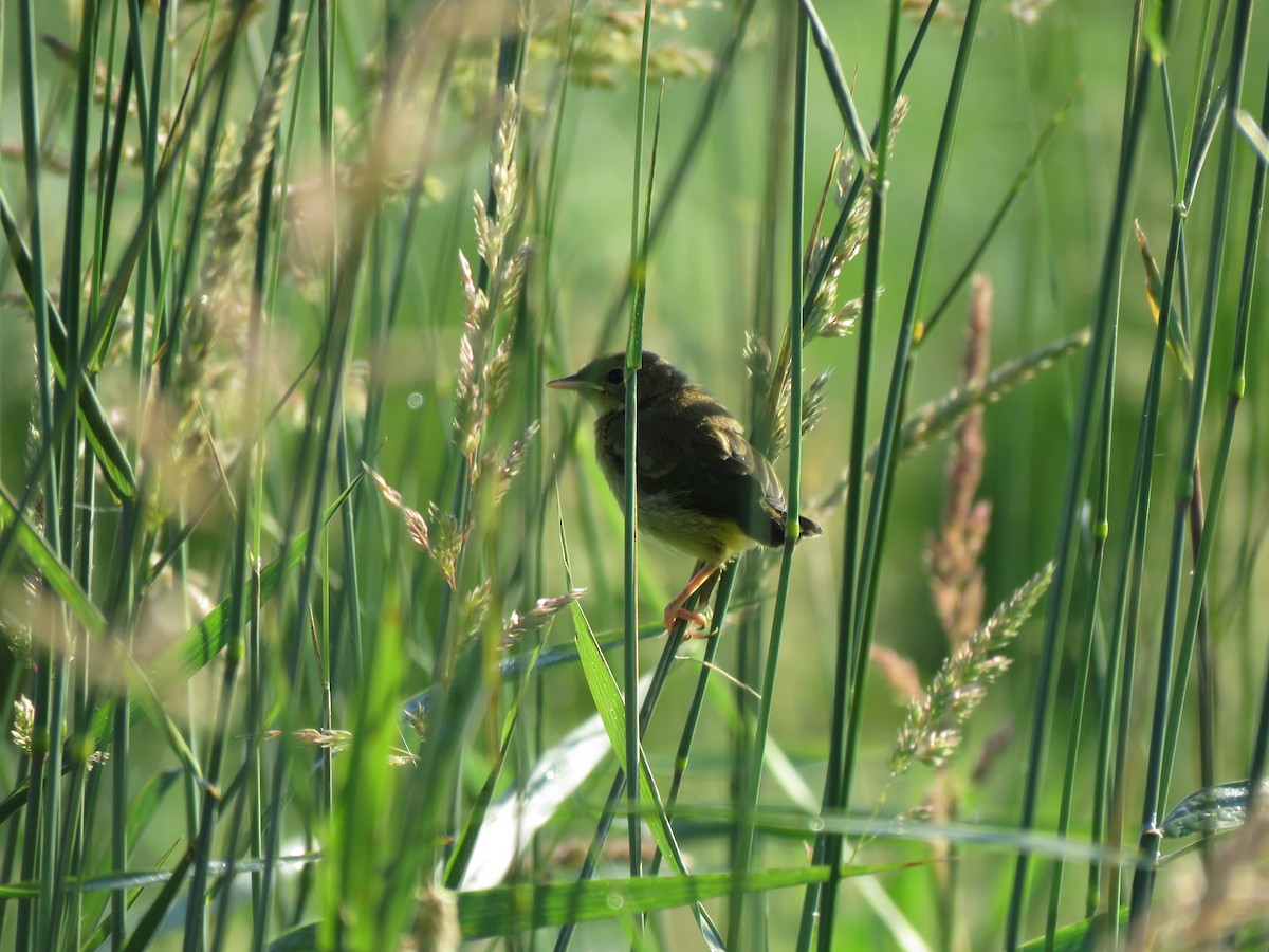 Sedge Wren - ML638366523