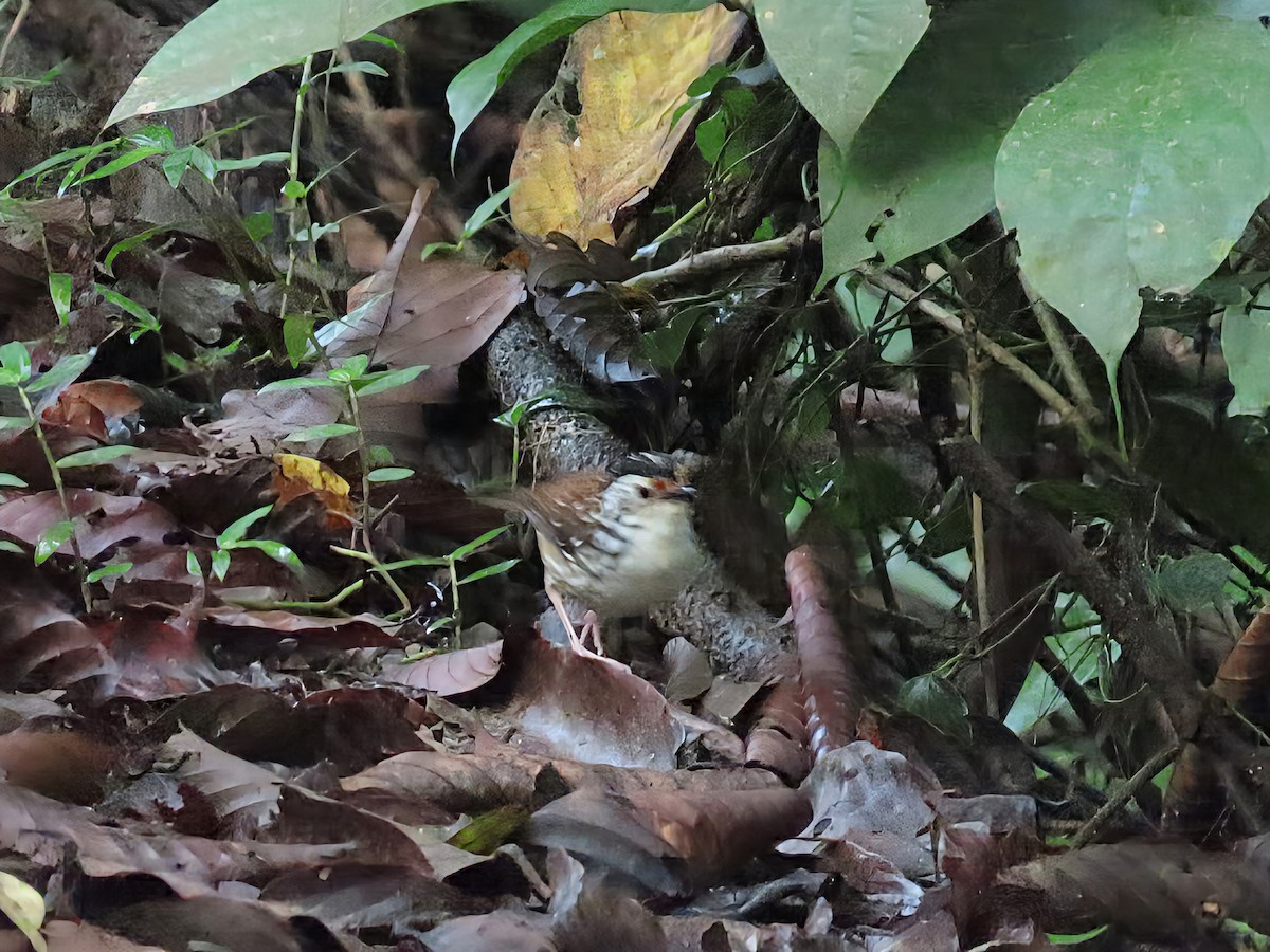 Striped Wren-Babbler - ML638366537