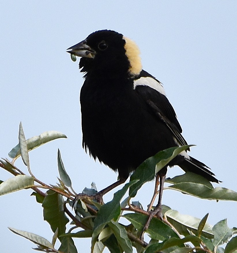 Goglu des prés - ML638366546