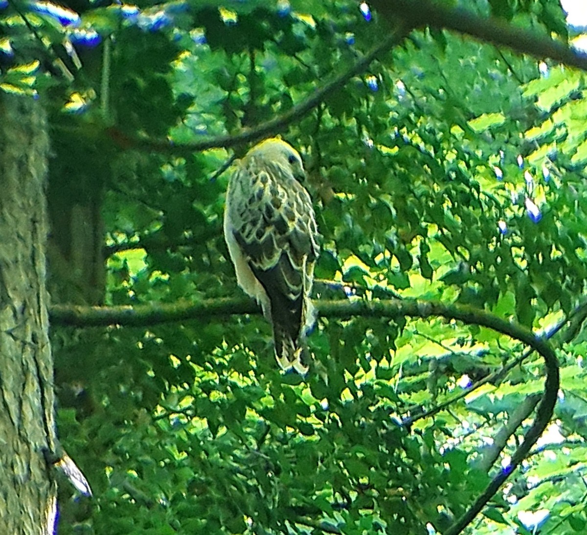 Buse variable - ML638366554