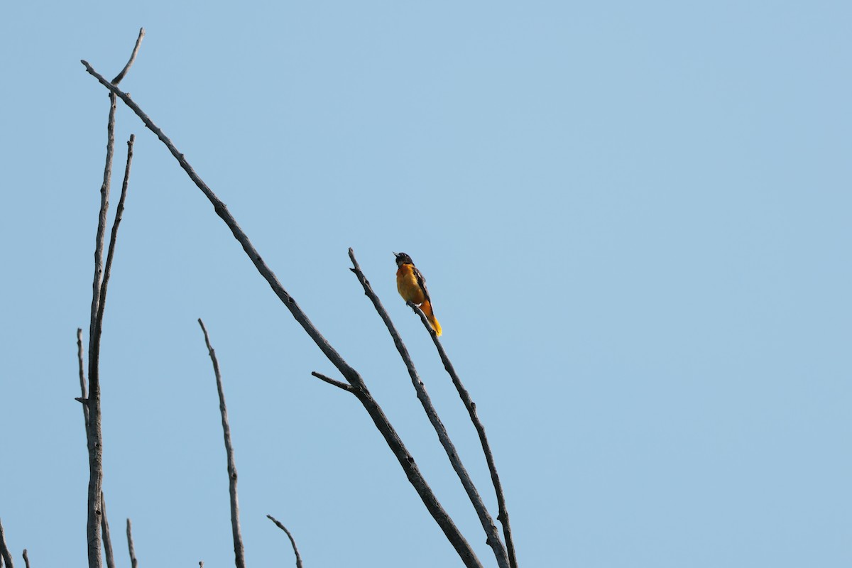 Oriole de Baltimore - ML638366557