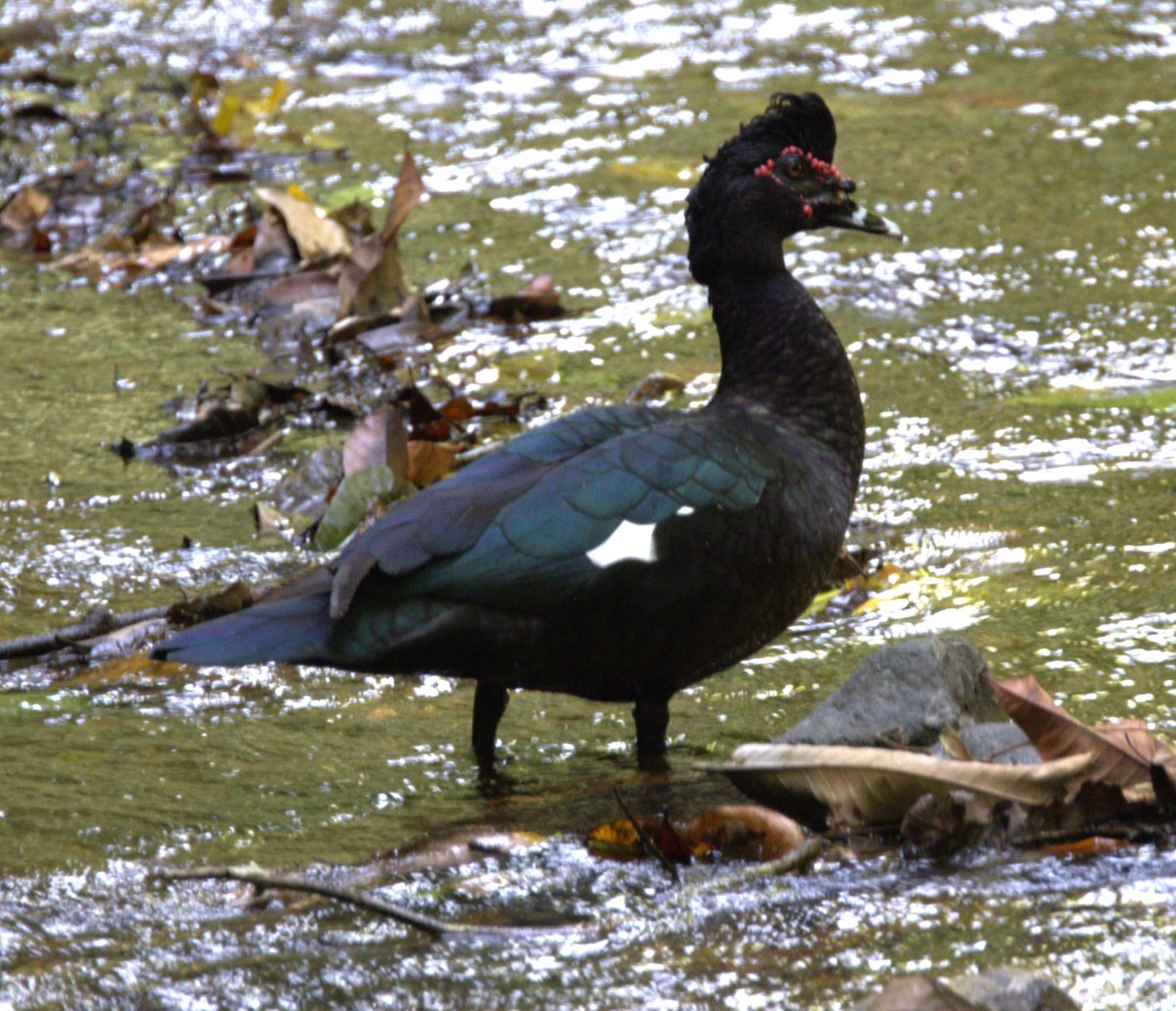 Canard musqué - ML638366564