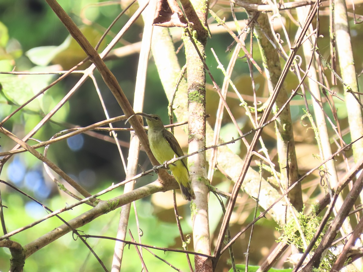 Thick-billed Spiderhunter - ML638366583