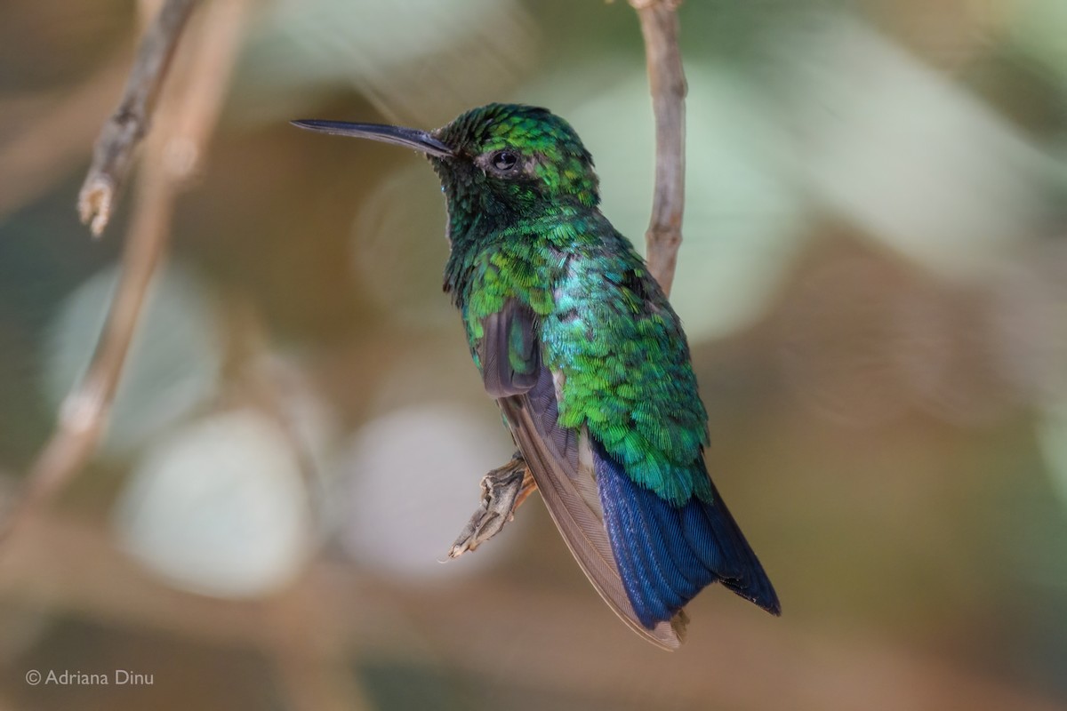 Blue-tailed Emerald - ML638366586