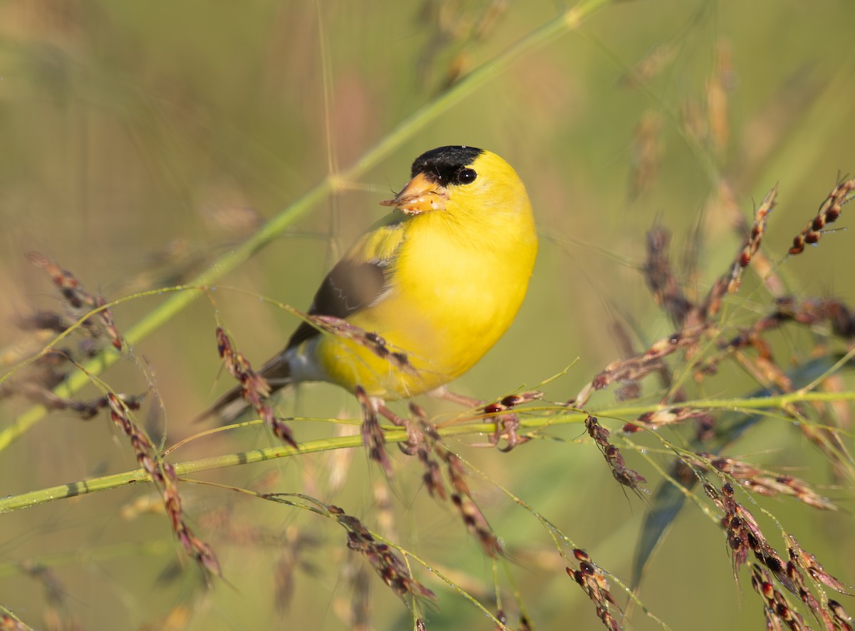 gulstillits - ML638366589