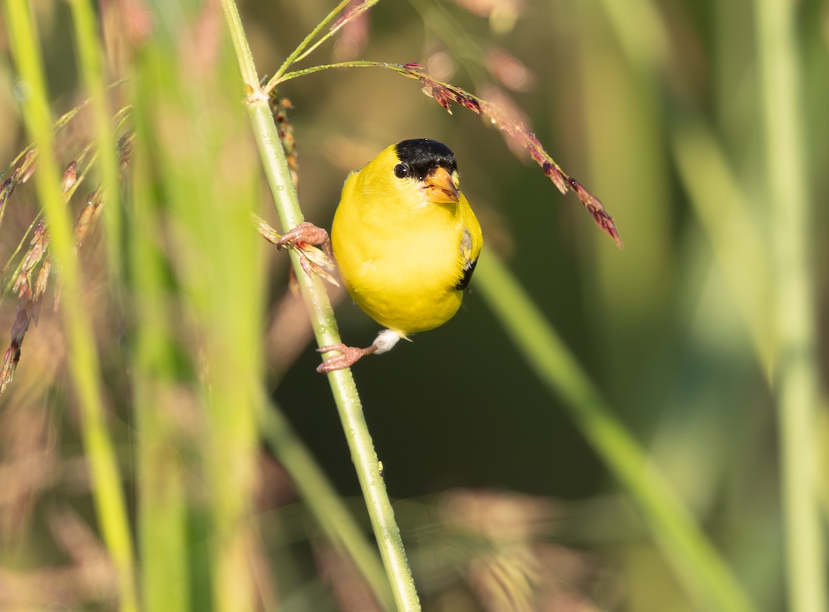 gulstillits - ML638366590