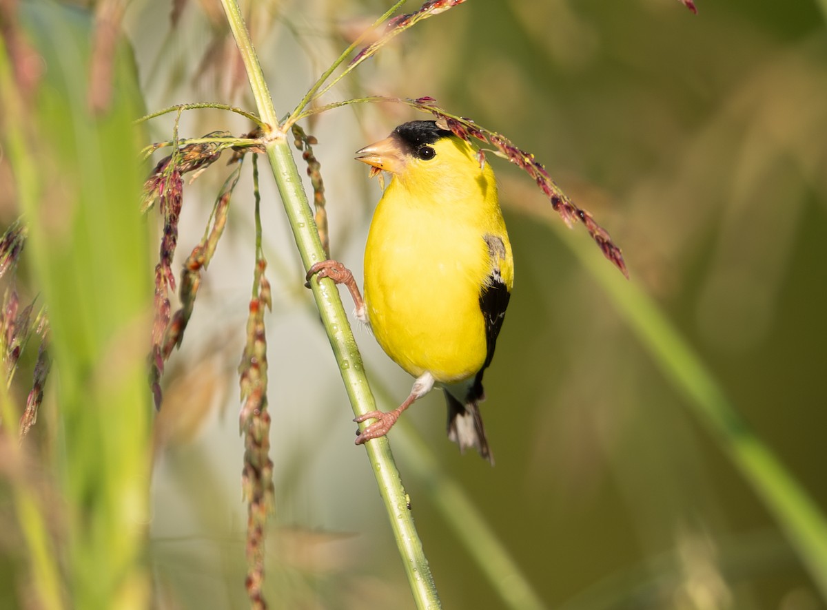 gulstillits - ML638366591