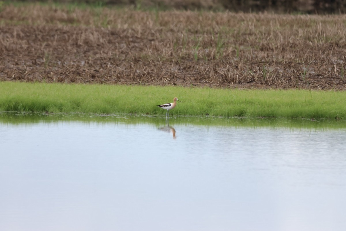 American Avocet - ML638366645