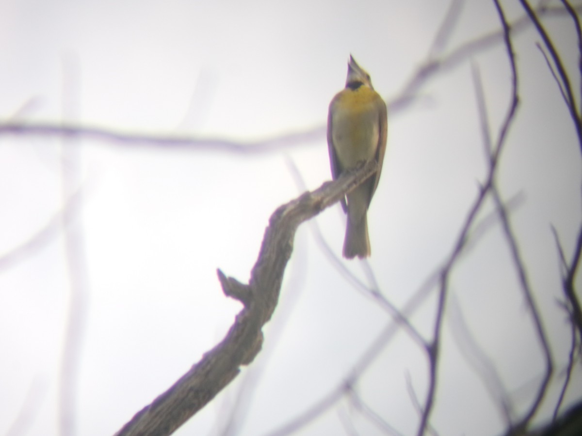 Dickcissel - ML638366647