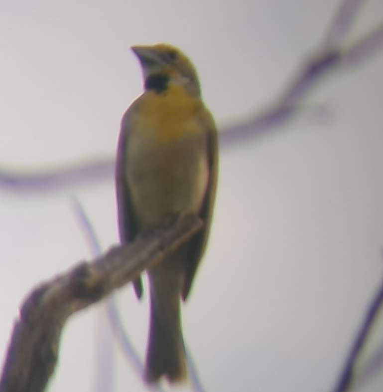 Dickcissel - ML638366654
