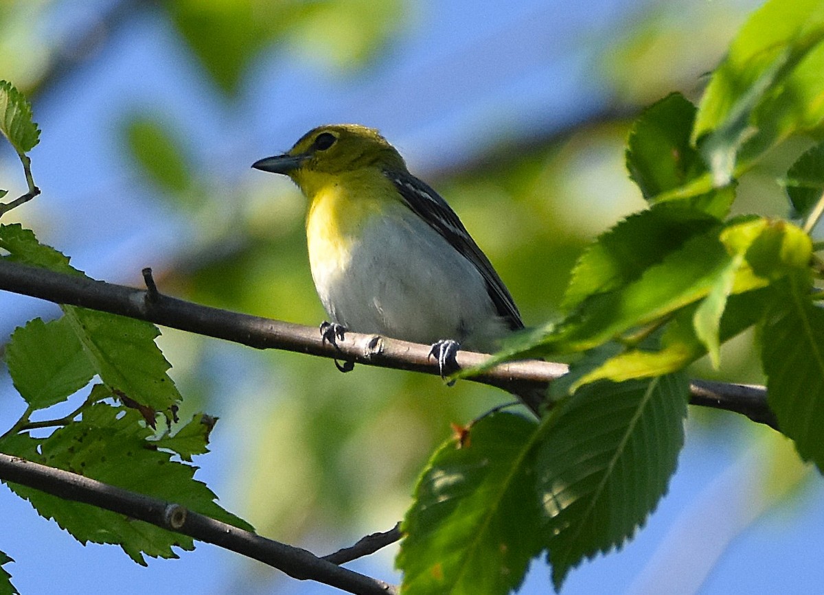 Yellow-throated Vireo - ML638366664
