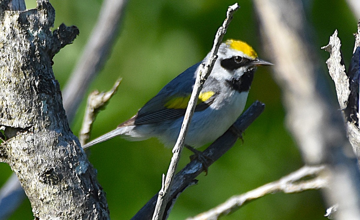 Golden-winged Warbler - ML638366687