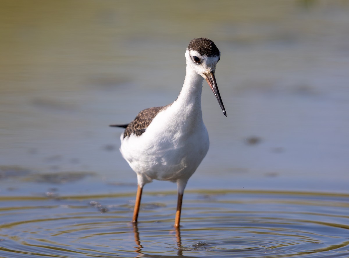 Black-necked Stilt - ML638366698