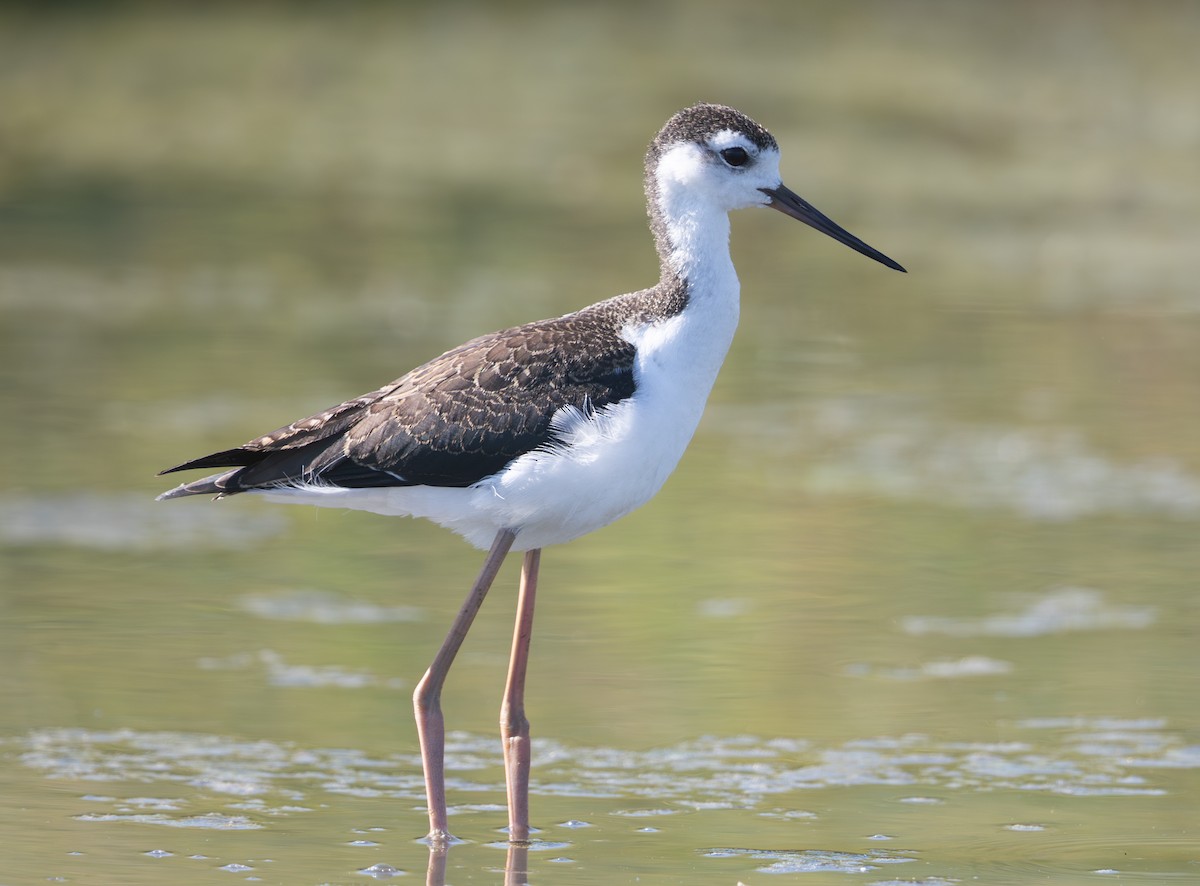 Black-necked Stilt - ML638366699