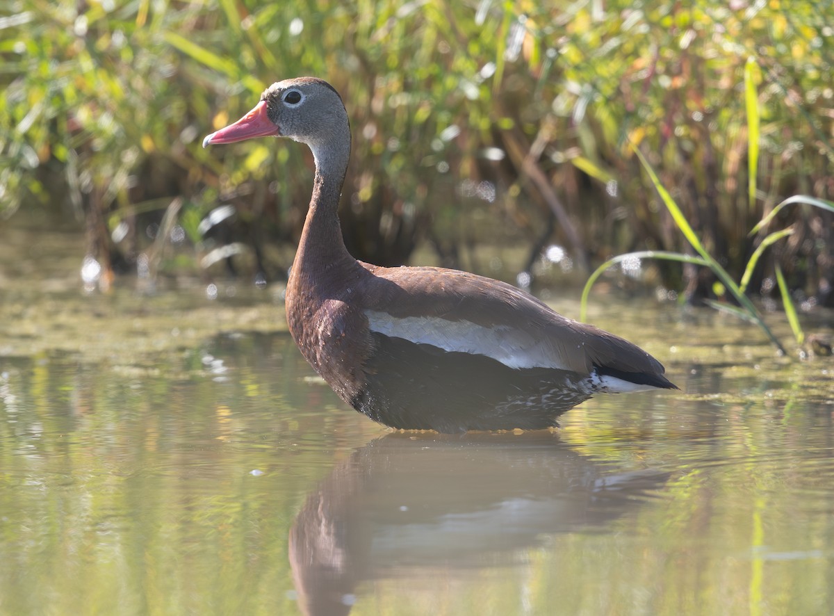 Black-bellied Whistling-Duck - ML638366716