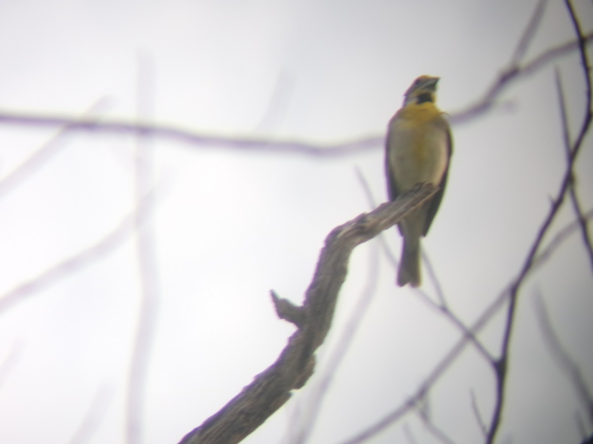 Dickcissel - ML638366720