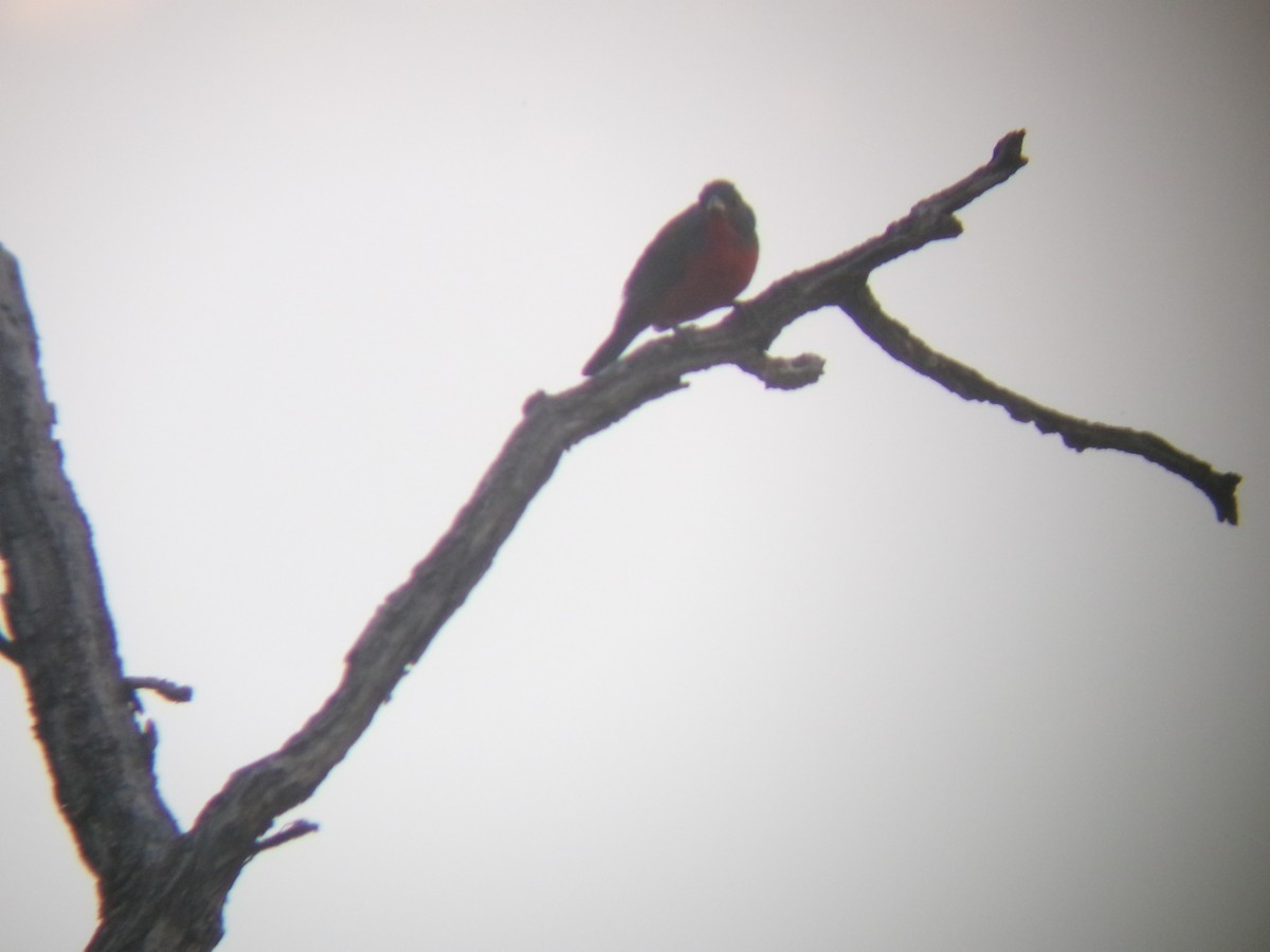 Painted Bunting - ML638366724
