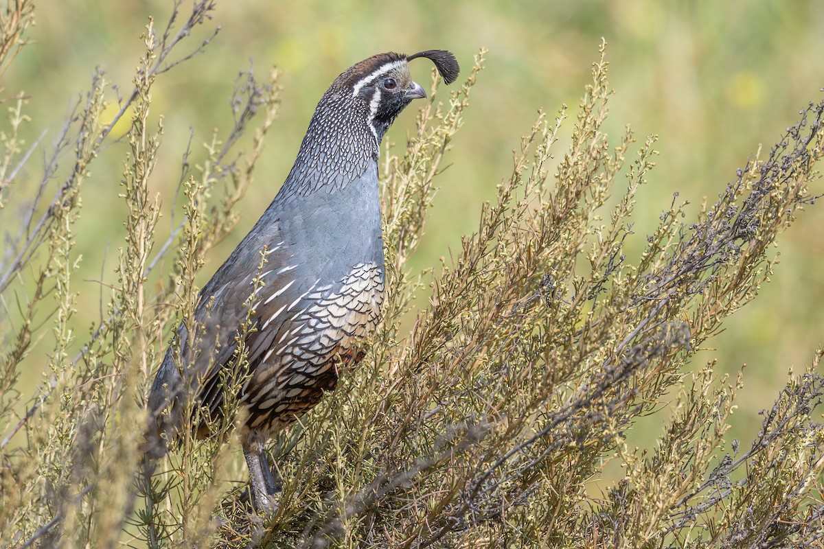 California Quail - ML638366732