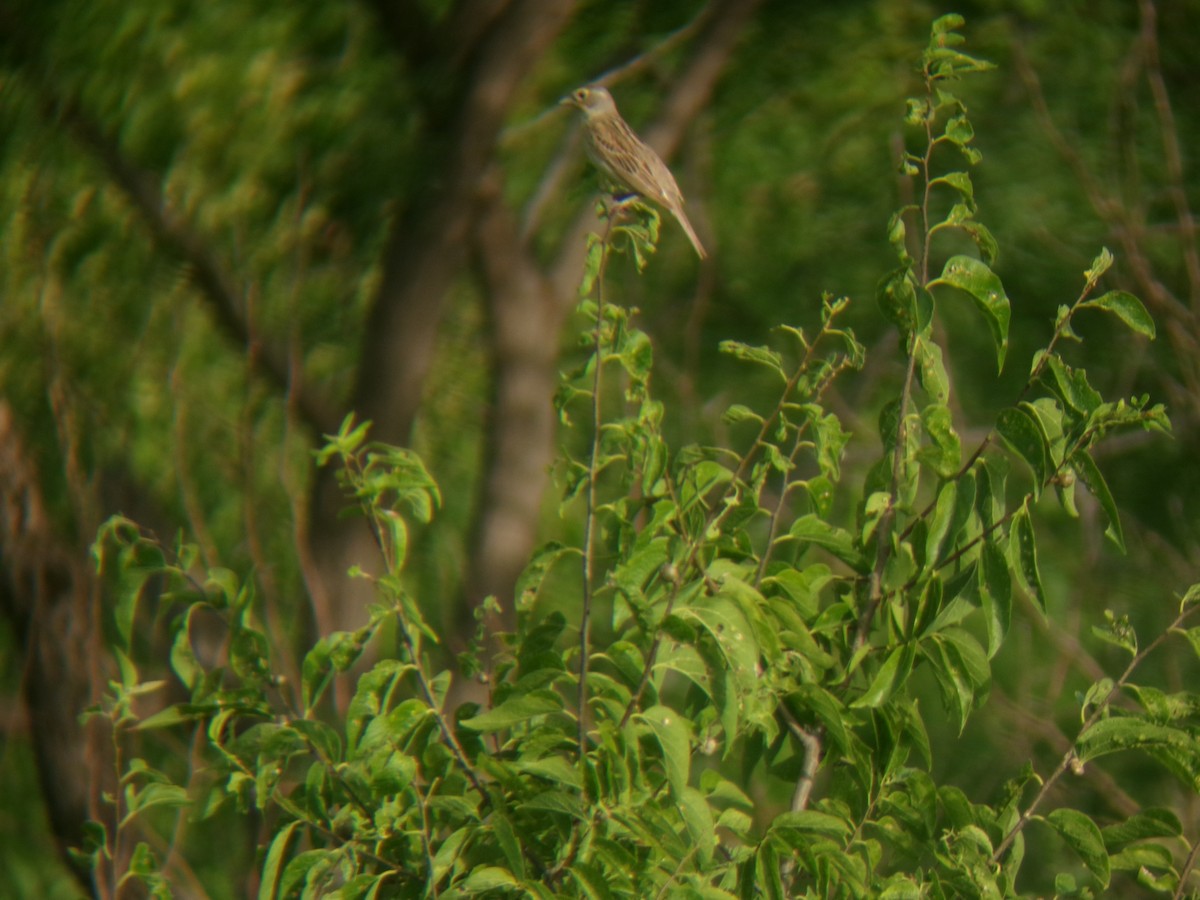 Dickcissel - ML638366734