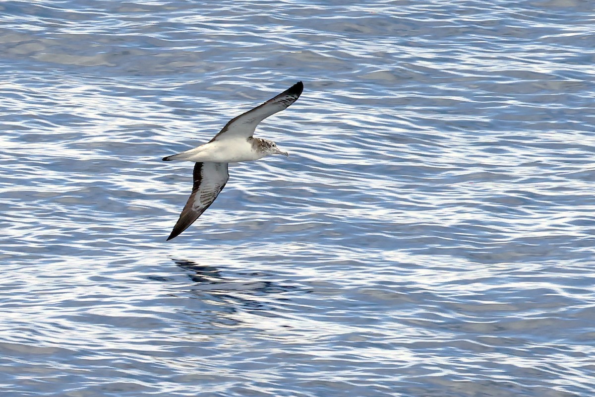 Streaked Shearwater - ML638366746