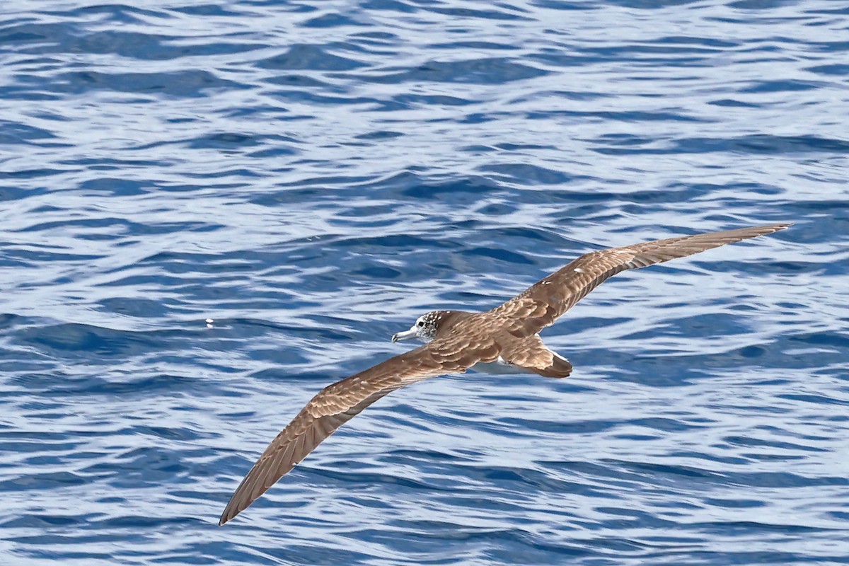 Streaked Shearwater - ML638366747