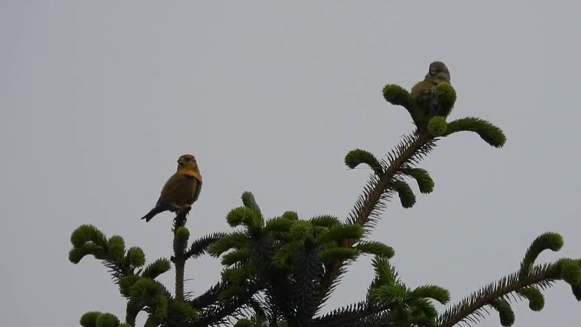 Red Crossbill - ML638366749