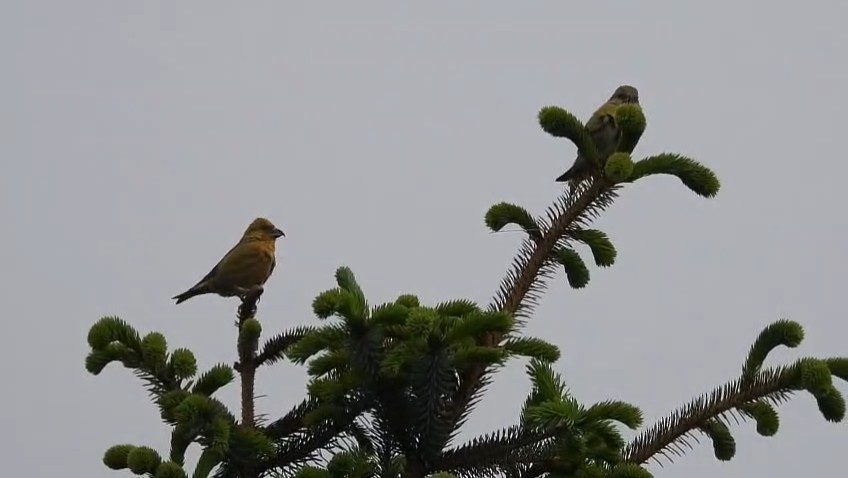 Red Crossbill - ML638366752