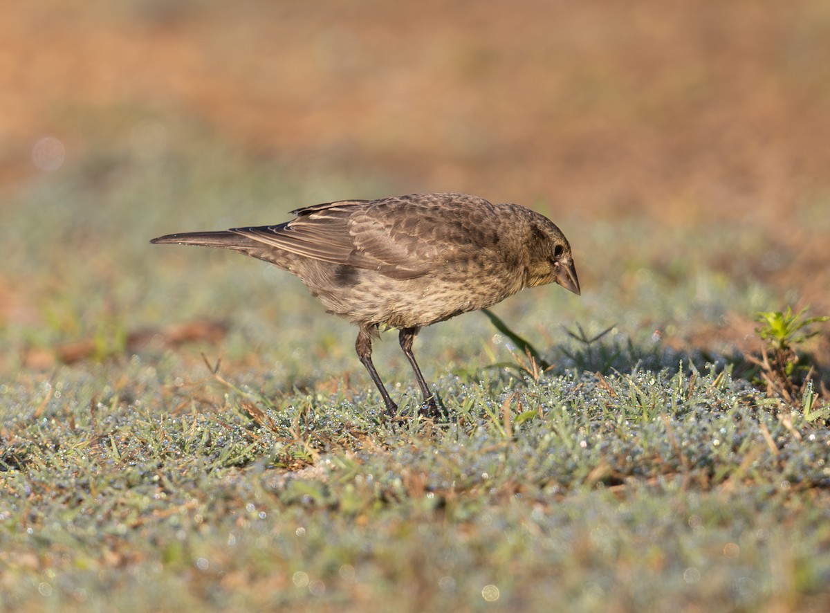 brunhodetrupial - ML638366759