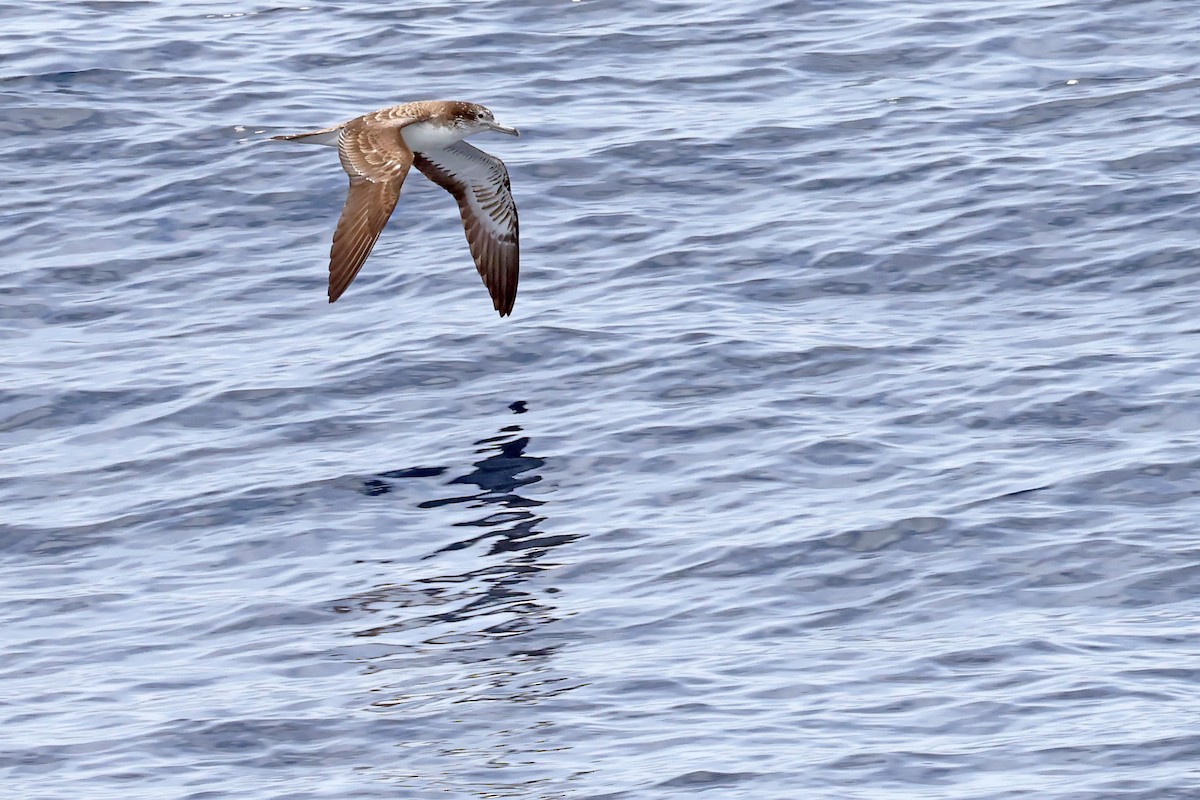 Streaked Shearwater - ML638366779