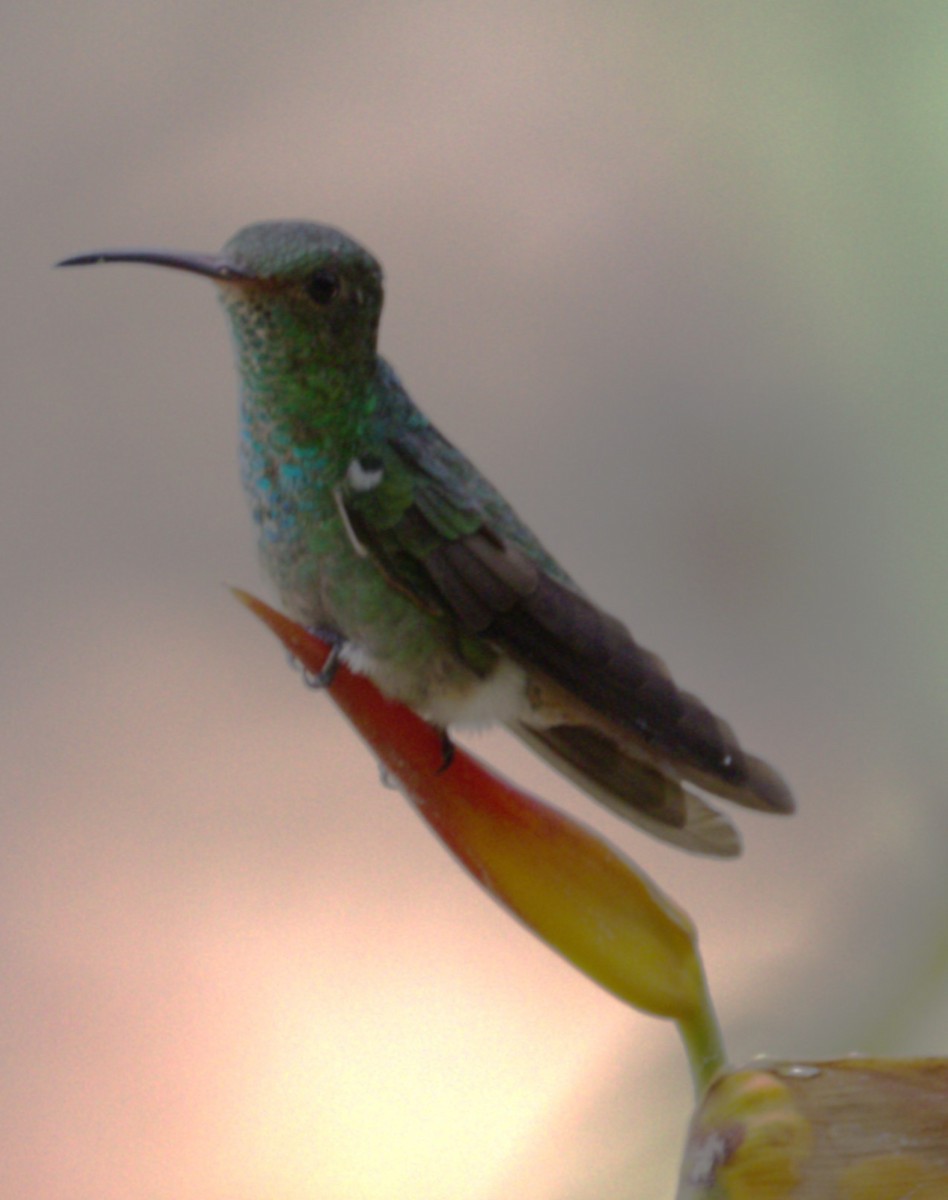 Rufous-tailed Hummingbird - ML638366780