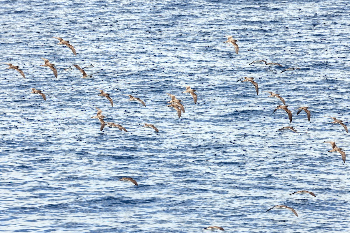 Streaked Shearwater - ML638366783