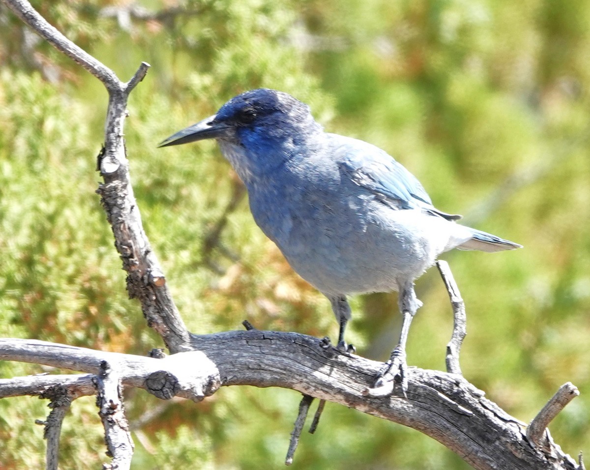 Pinyon Jay - ML638366787