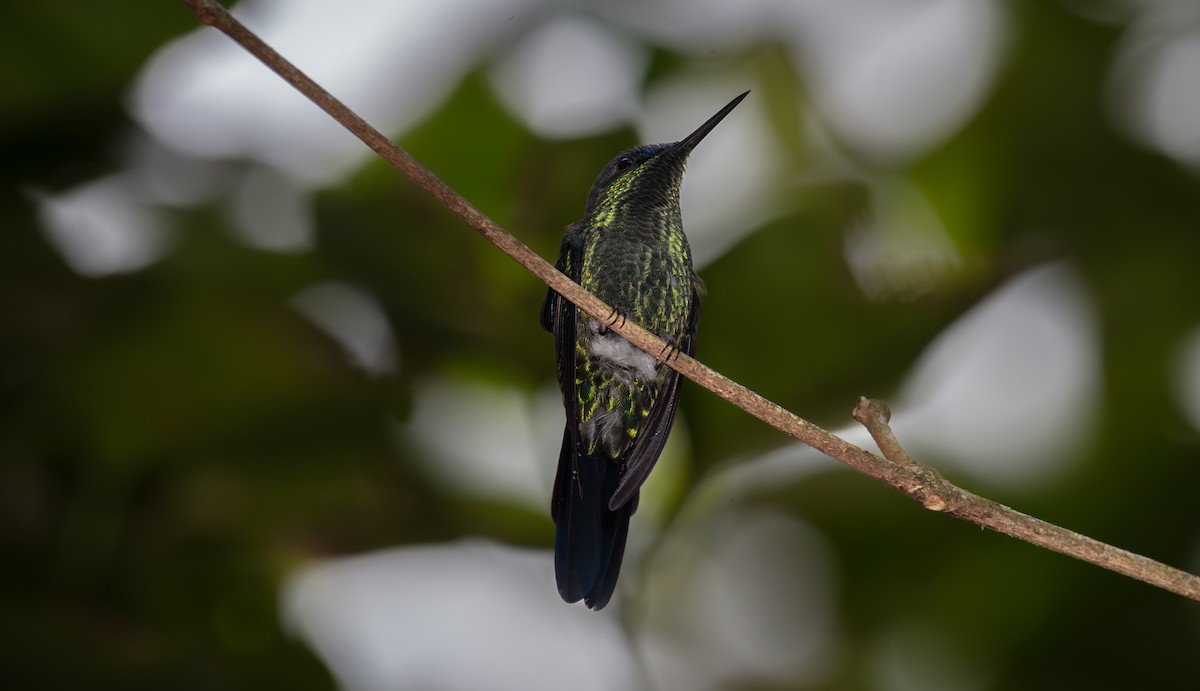 Violet-capped Woodnymph - ML638366788