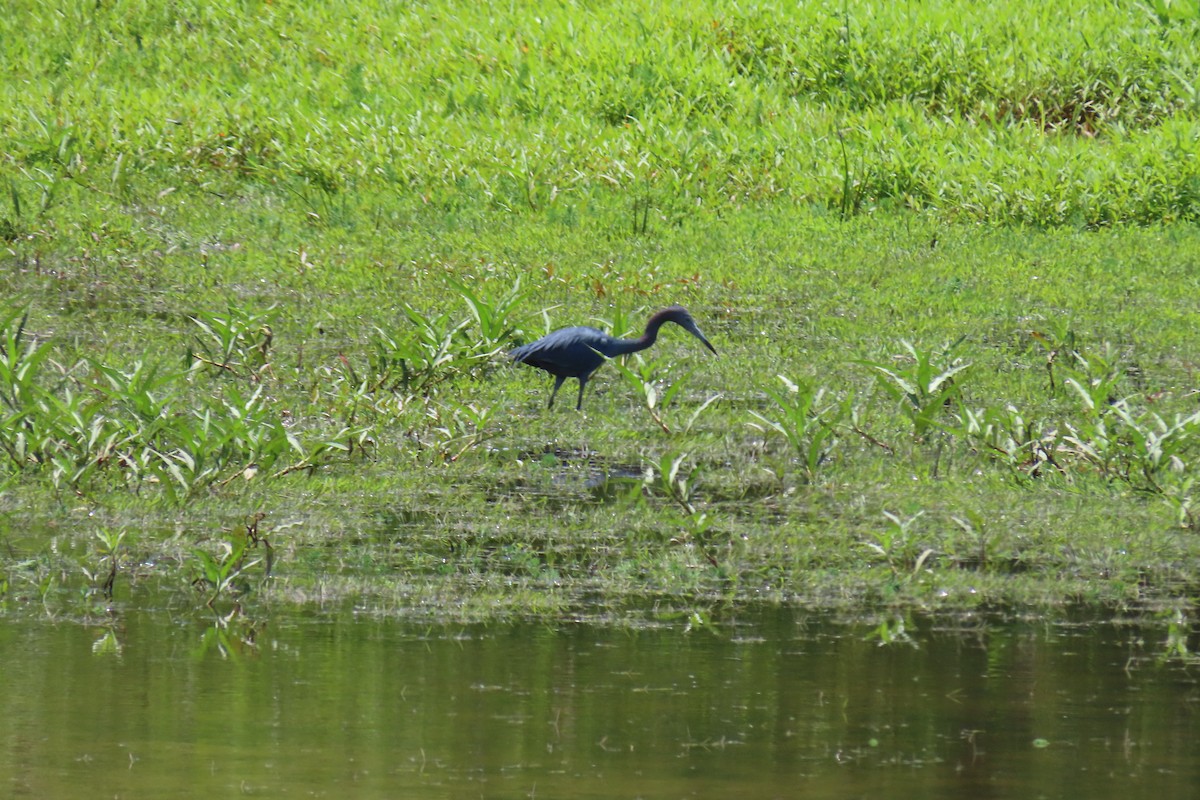 Little Blue Heron - ML638366791