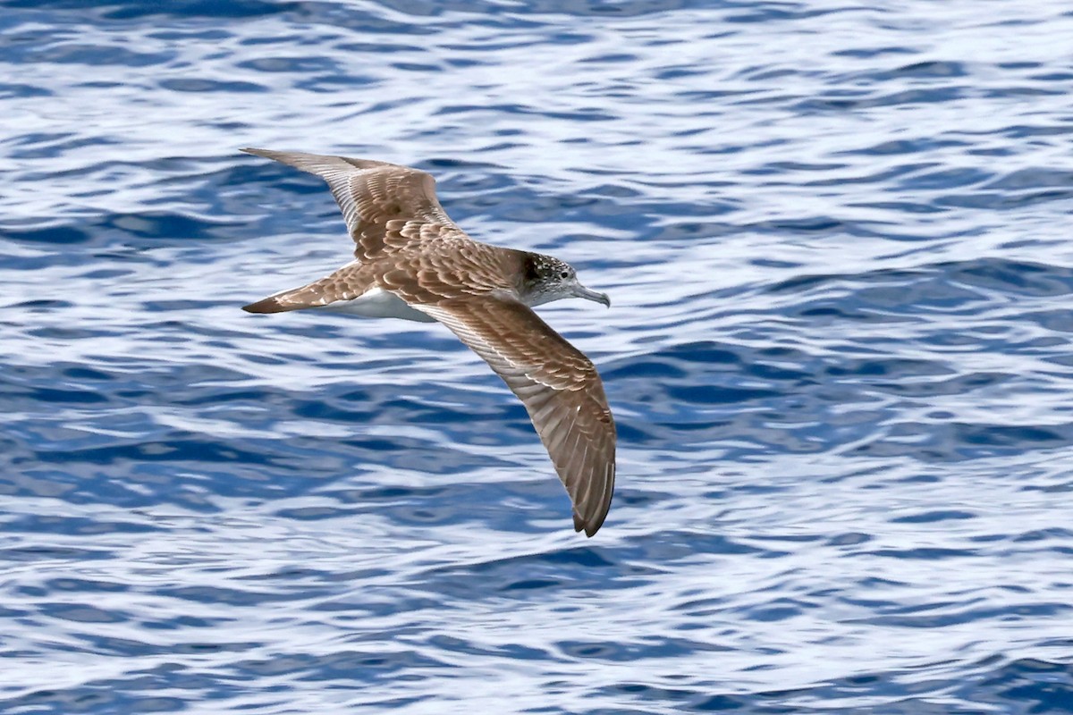 Streaked Shearwater - ML638366792